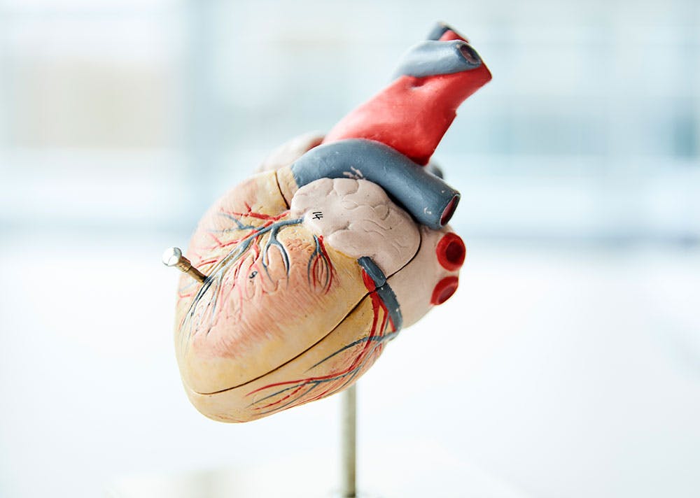 Kardiologie Herz-Kreislauf Erkrankunge